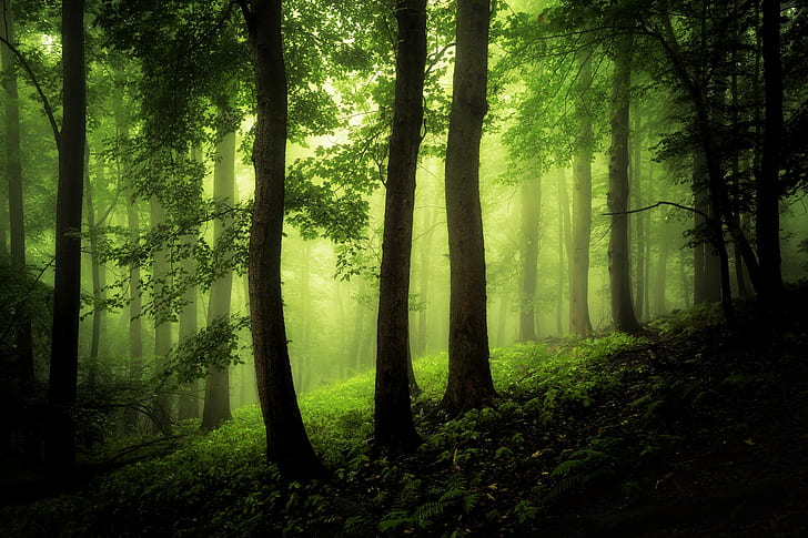 wood, forest, mist, green, plants, trees, foliage, HD wallpaper