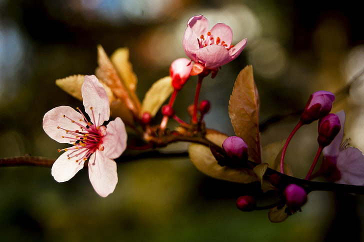 macro, blossom, flower, flowering plant, pink color, fragility, HD wallpaper