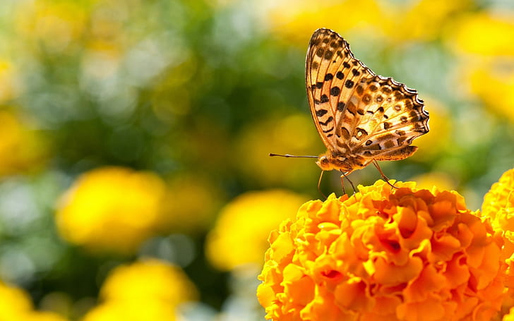 nature, butterfly, marigolds, insect, animals, flowers, HD wallpaper