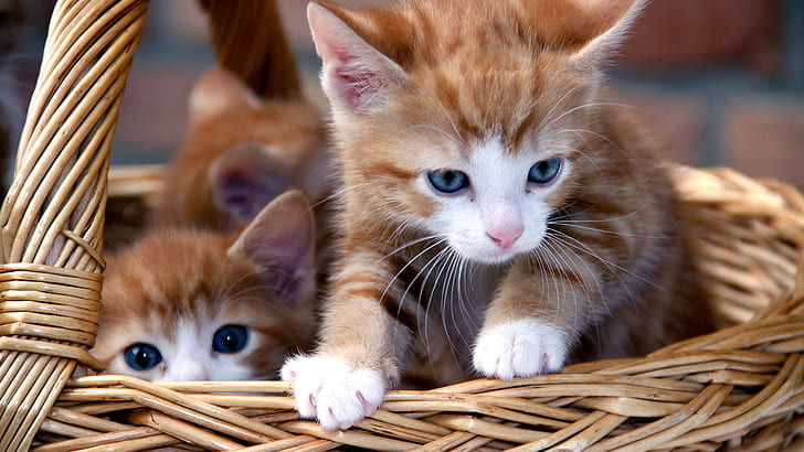 wicker basket, kitten, cats, kittens, cute