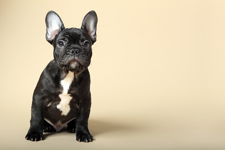 puppy, 4K, cute animals, French Bulldog, HD wallpaper