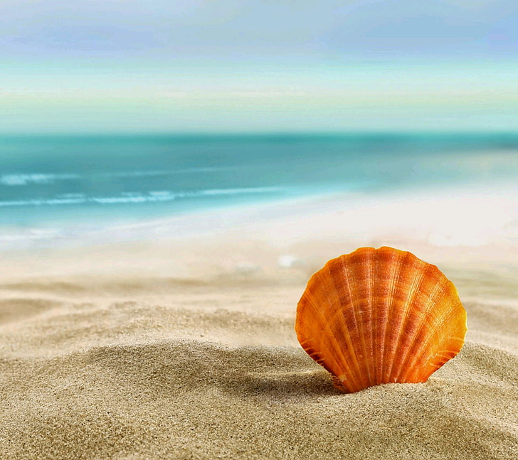 brown clam shell, sea, beach, land, sand, water, orange color