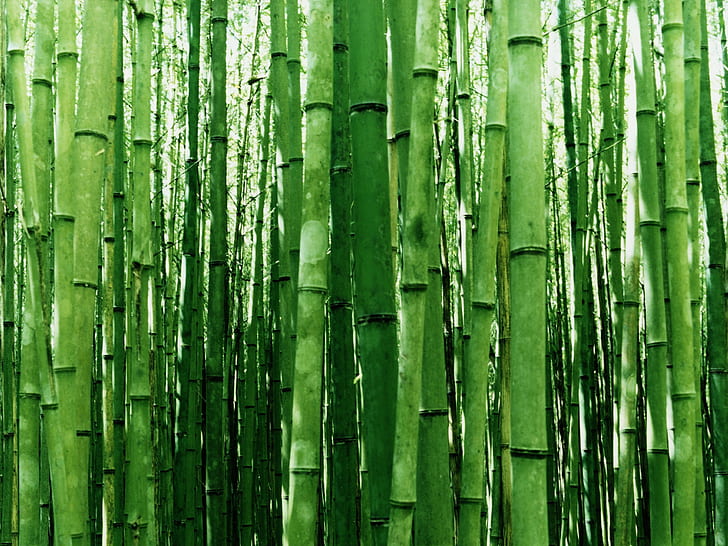 bamboo, HD wallpaper