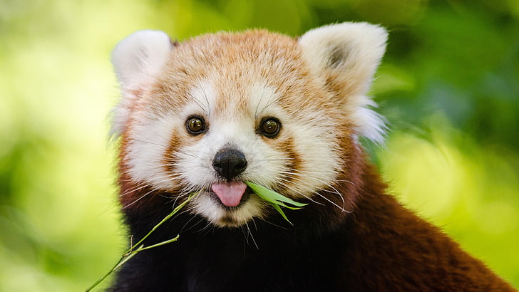 Hd Wallpaper Red Panda Adorable Cute Bamboo Eater Mammal Close Up Lesser Flare - Red Panda Images Hd Wallpapers