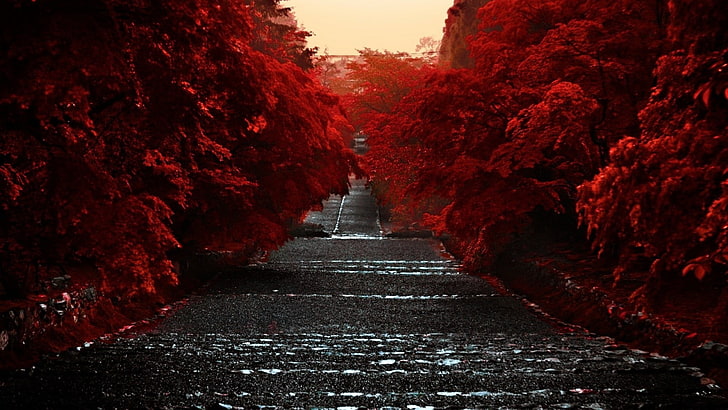 red leafed tree, trees, road, nature, red leaves, outdoors, landscape