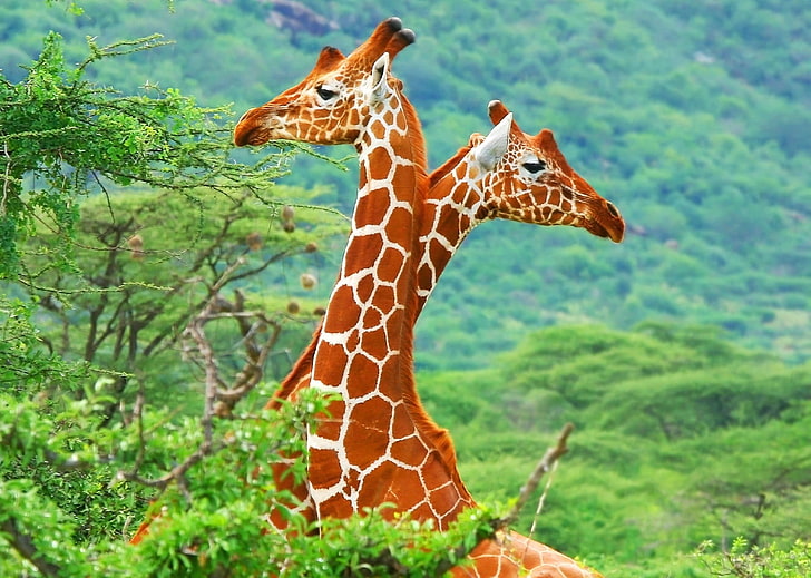 brown and white giraffe figurine, animals, giraffes, wildlife, HD wallpaper
