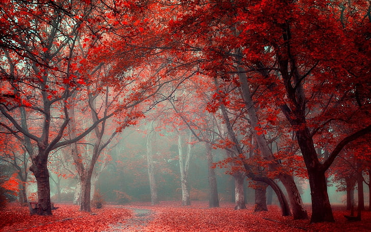 maple tree, pathway between red leafed trees, landscape, nature