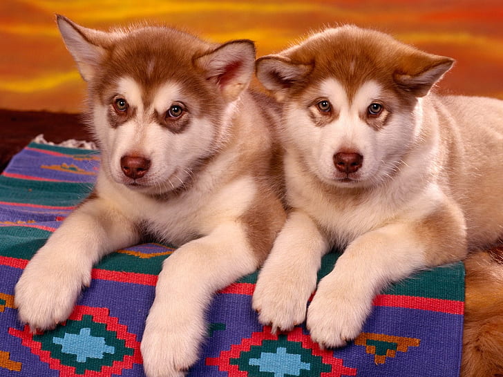 Siberian Husky Puppies, puppy, animals, HD wallpaper
