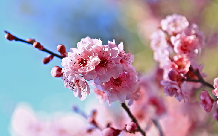 Spring, twigs, pink cherry flowers, blur background, HD wallpaper