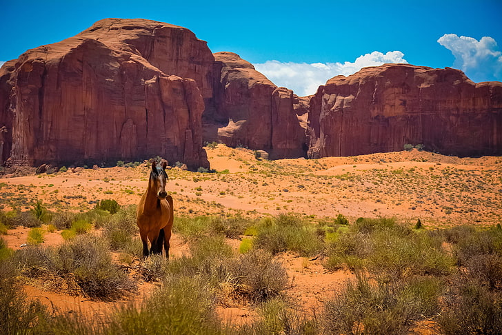 brown horse, arizona, desert, uSA, utah, nature, landscape, scenics, HD wallpaper