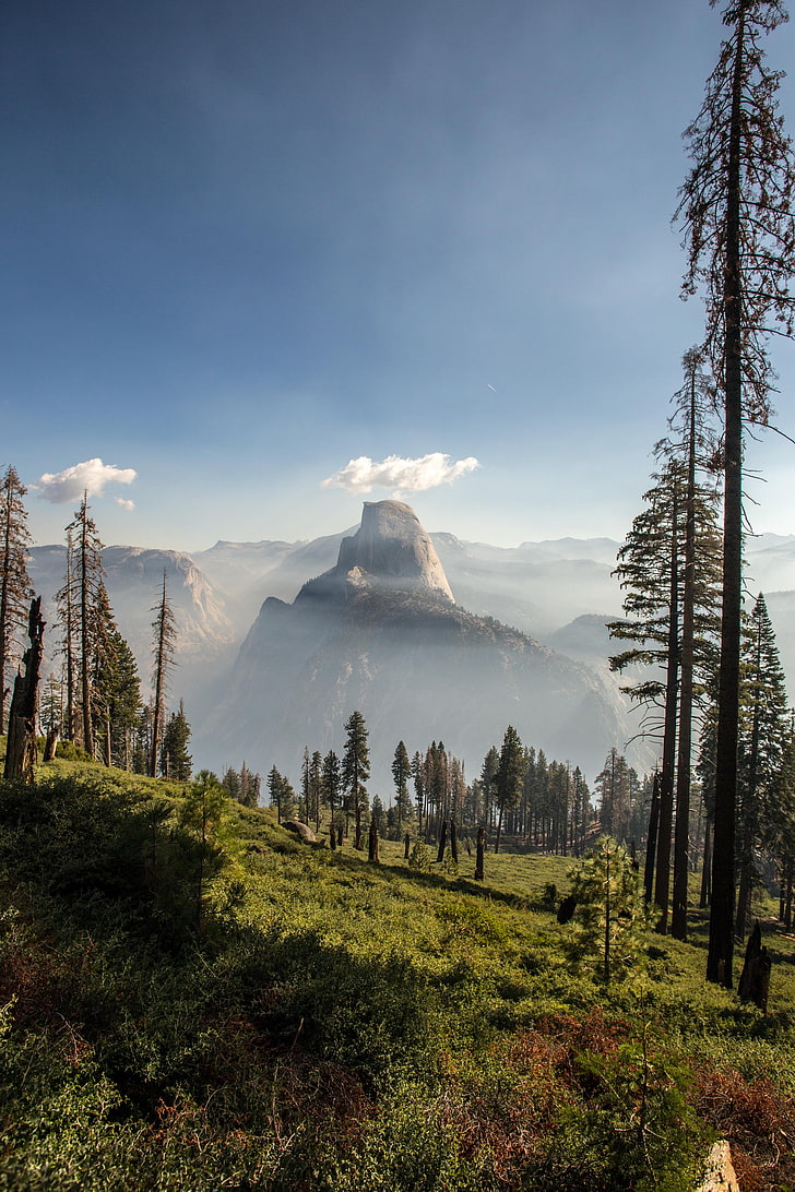 tall pine trees, Panorama Trail, Yosemite National Park, California, HD wallpaper