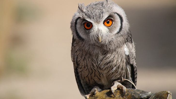 white and gray owl, bird, predator, eyes, feathers, animal, wildlife