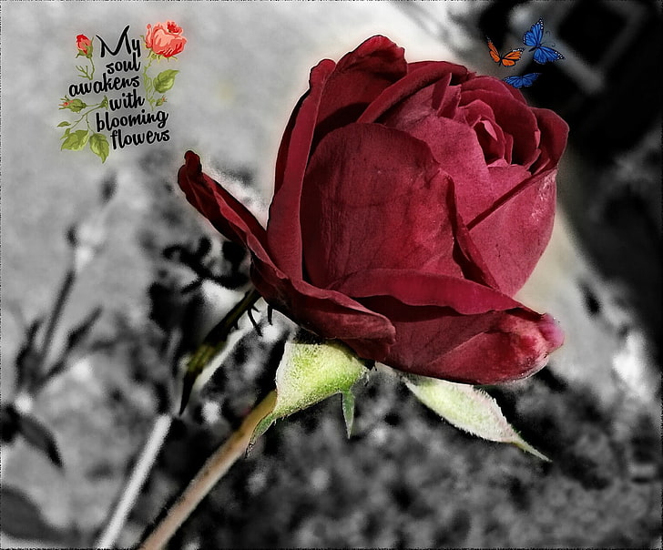 flowers, rose, selective coloring, flowering plant, fragility