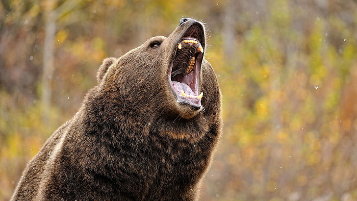 roaring bear picture, one animal, animal themes, animal wildlife, HD wallpaper