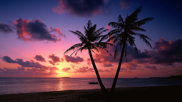 beach, purple sky, sunset, palms, palm trees, seashore, evening