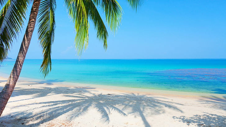 Scenery, sea, palm trees, reflected, beach, desktop, HD wallpaper