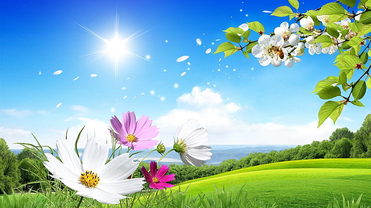 flower, sky, nature, field, meadow, grassland, daytime, wildflower