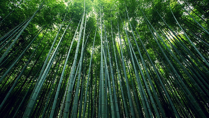 Green bamboo, bamboo, bamboo leaves, HD wallpaper