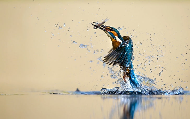 kingfisher catching fish wallpaper, animals, birds, nature, water, HD wallpaper