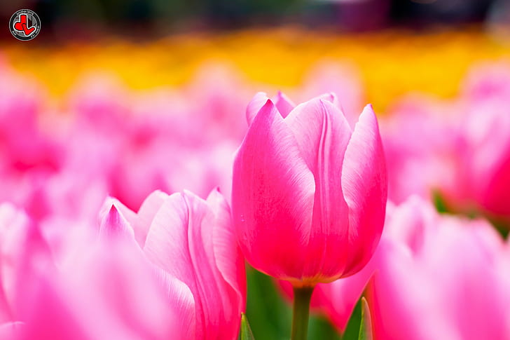 bed of pink tulips, 香港, JL, Photography, Olympus OM-D E-M5 HD wallpaper
