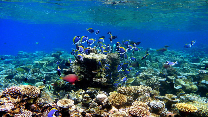 fish, coral reef, school of fish, marine biology, stony coral, HD wallpaper