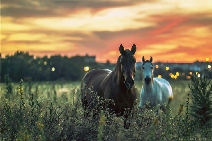 two brown and white horses on green grass field, vigilantes, Sevilla, HD wallpaper