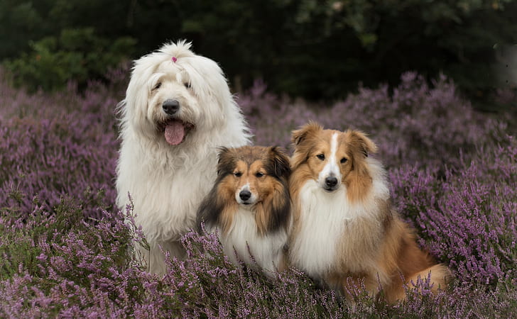 Dogs, Lavender, Old English Sheepdog, Shetland Sheepdog, HD wallpaper