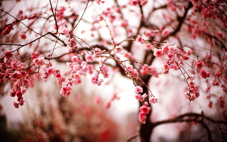 cherry blossom, bokeh photography of cherry blossom, trees, macro, HD wallpaper