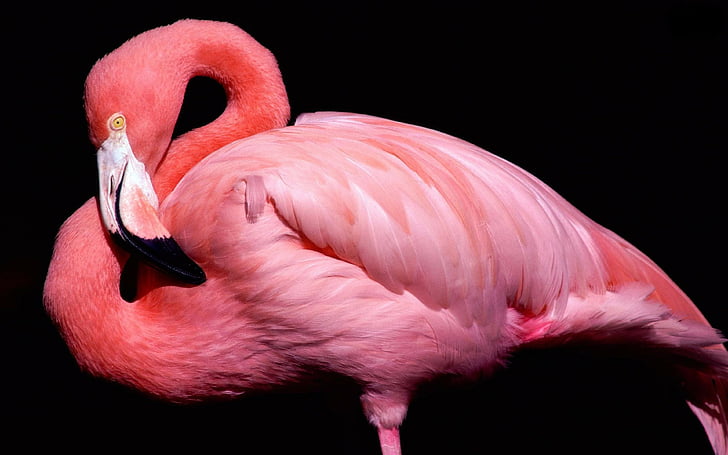 HD wallpaper: pink flamingo with black background looking down, cute animals  | Wallpaper Flare
