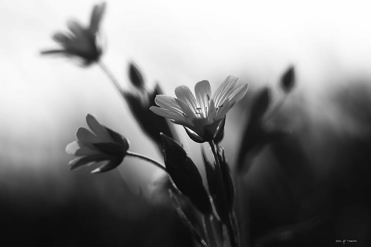 grayscale photo of petaled flowers, en, noir et blanc, FLEUR, HD wallpaper
