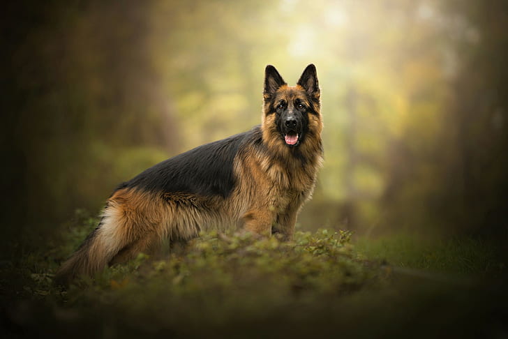 Dogs, German Shepherd, Animal, Pet
