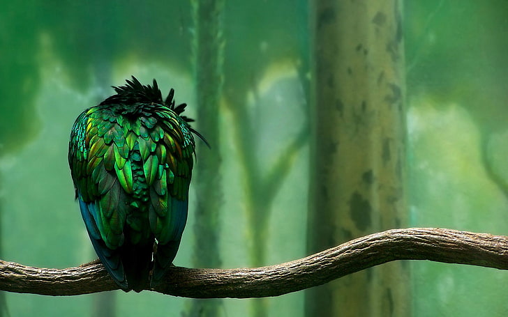Real bird against a painted zoo background, animal themes, animal wildlife