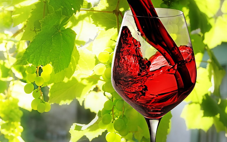 clear wine glass, nature, plants, photography, leaves, vines, HD wallpaper