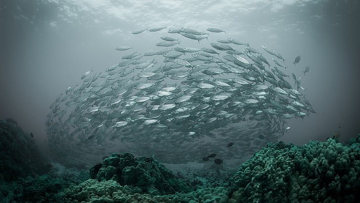 school of gray fish, nature, water, underwater, sea, shoal of fish