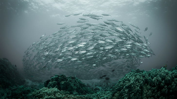 water, nature, underwater, sea, fish, shoal of fish, coral, HD wallpaper