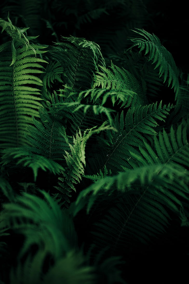 nature, ferns, plants, green, portrait display, vertical, HD wallpaper