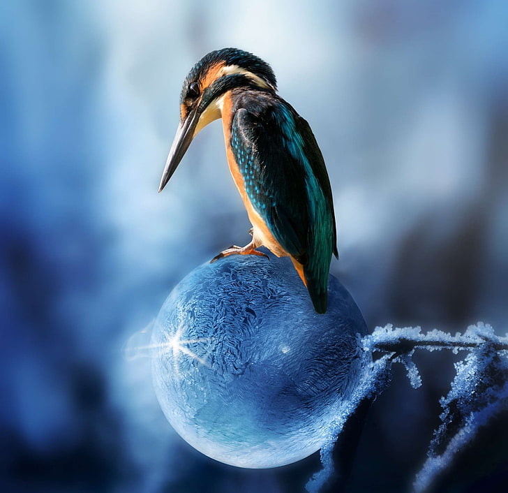 animal, avian, beak, biology, bird, color, composing, desktop background, HD wallpaper