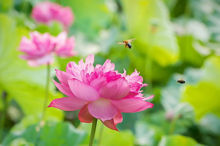 two bees on pink clustered petal flower, lotus, lotus, Fall in love