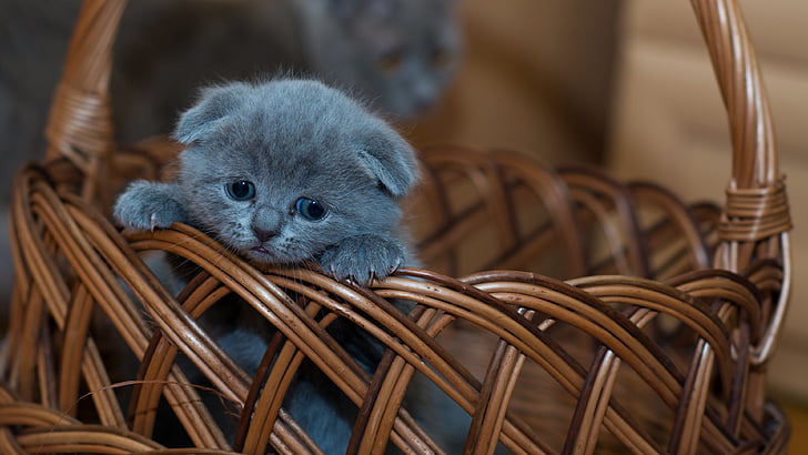 kitten, kitty, cat, cute, baby, basket, whiskers, russian blue, HD wallpaper