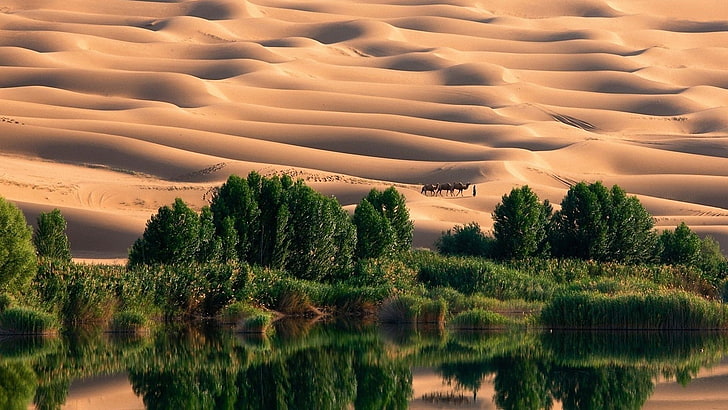 desert, dune, trees, nature, landscape, oases, plant, beauty in nature, HD wallpaper