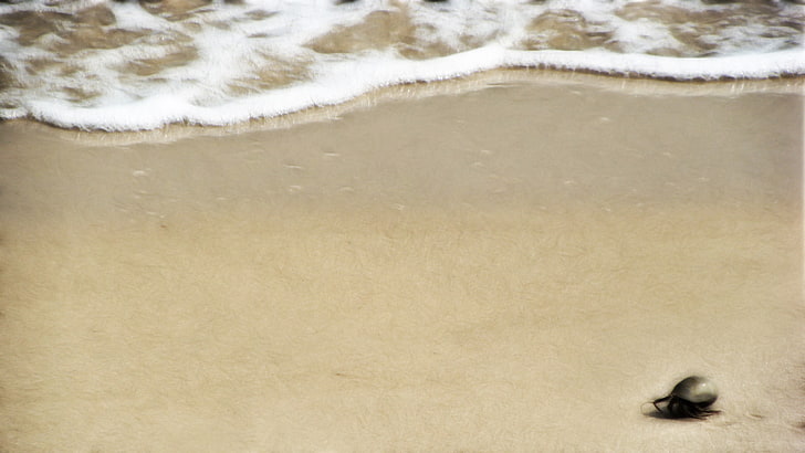 white and brown area rug, crabs, beach, sand, water, sea, wave, HD wallpaper