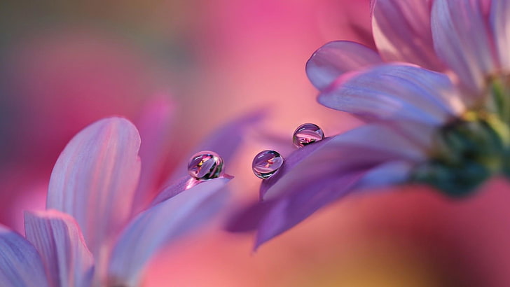 flower, pink, macro photography, close up, flora, petal, blossom