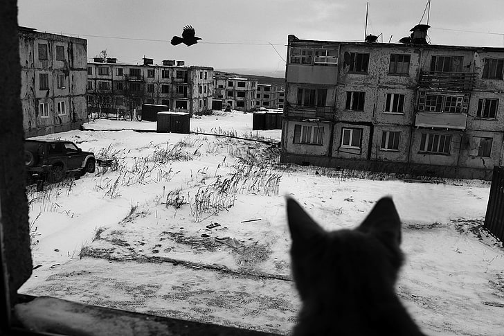 Russia, city, building, cat, monochrome, depressing, architecture, HD wallpaper