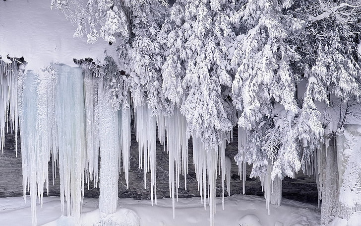 ice covered tree, winter, snow, frost, icicles, nature, cold - Temperature, HD wallpaper