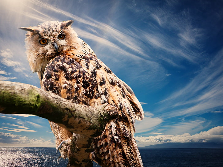 brown owl, predator, bird, sky, animal, nature, bird of Prey