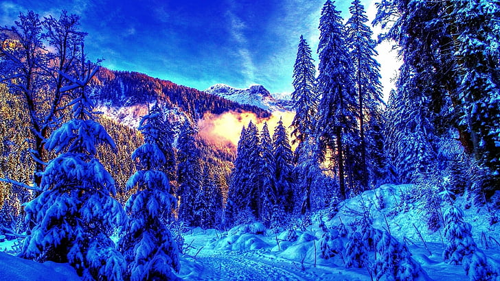 fir, landscape, colors, trees, light, morning, mountain, spruce fir forest