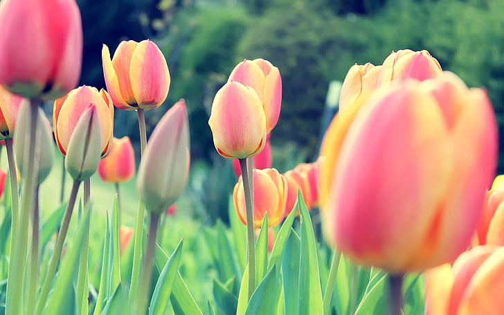 tulips, Dutch, Netherlands, flowers, clovers, plants, flowering plant