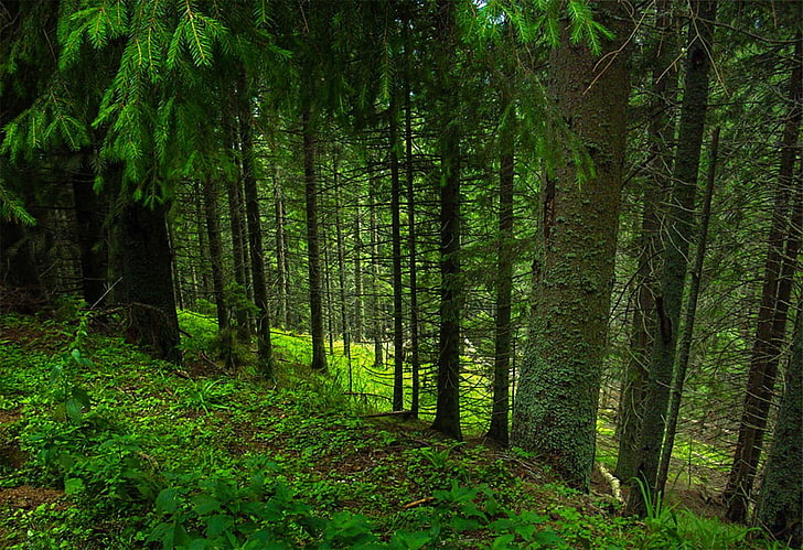 green leafed trees in forest, landscape, grass, photography, plant, HD wallpaper