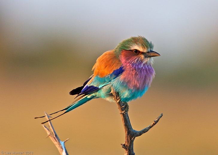 Birds, Lilac-Breasted Roller, Animal, HD wallpaper