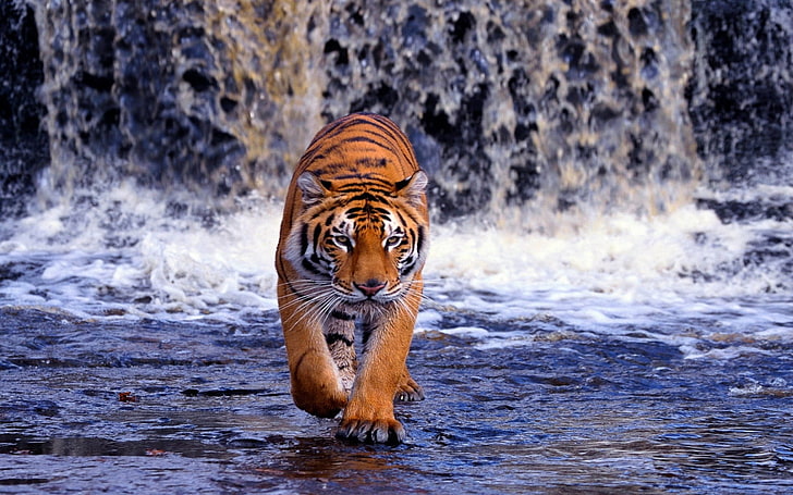 brown tiger, animals, big cats, feline, mammal, animal themes